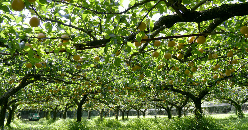 果樹園・果物狩り｜福岡県