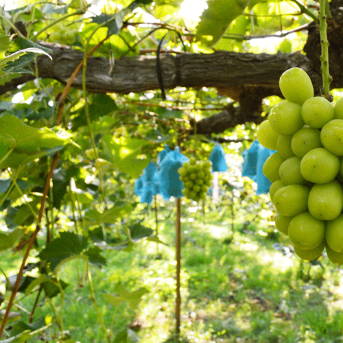 ぶどう農園（観光農園／ぶどう狩り受付）｜福岡県久留米市