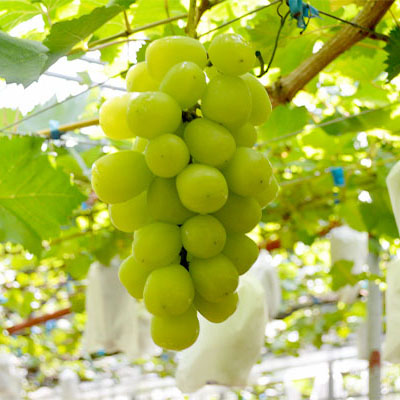 【導入事例】「手書きの待ち時間」が、直売所の最大の壁だった。現場の声をタブレット1枚に凝縮した、独自の発送受付システム。｜福岡県